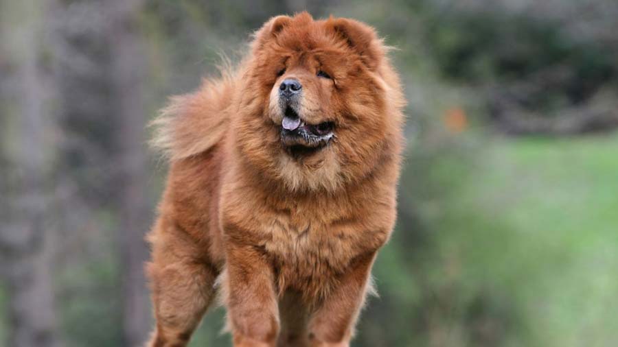 Chow Chow cachorro