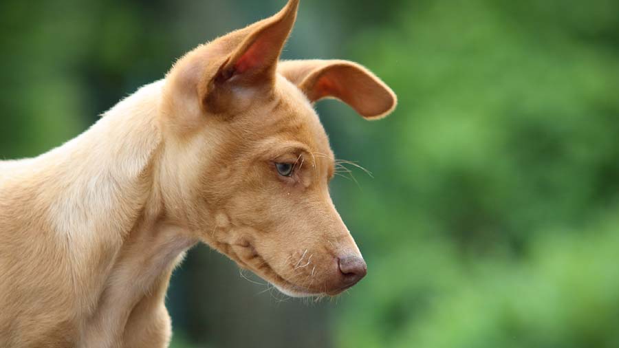 perro bebe Cirneco del Etna