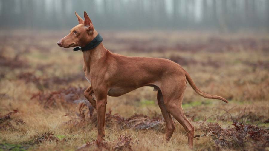 Cirneco del Etna cachorro