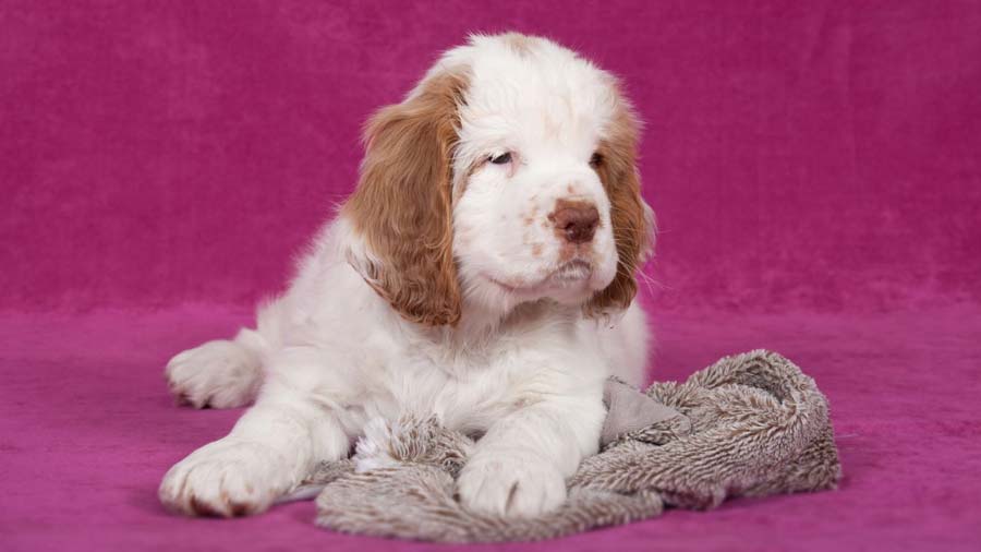 perro bebe Clumber Spaniel