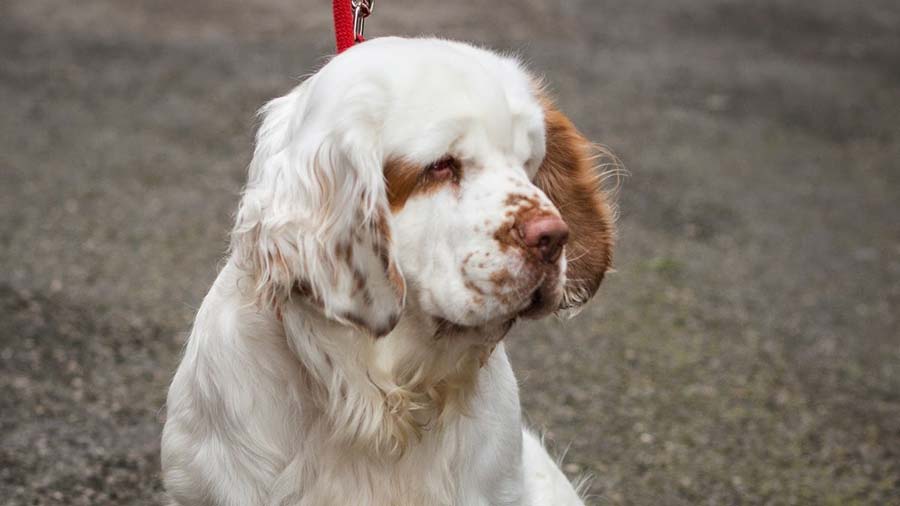 Clumber Spaniel cachorro