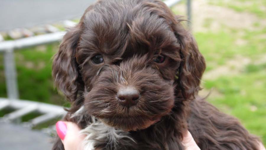 perro bebe Cockapoo