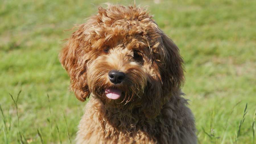 Cockapoo cachorro