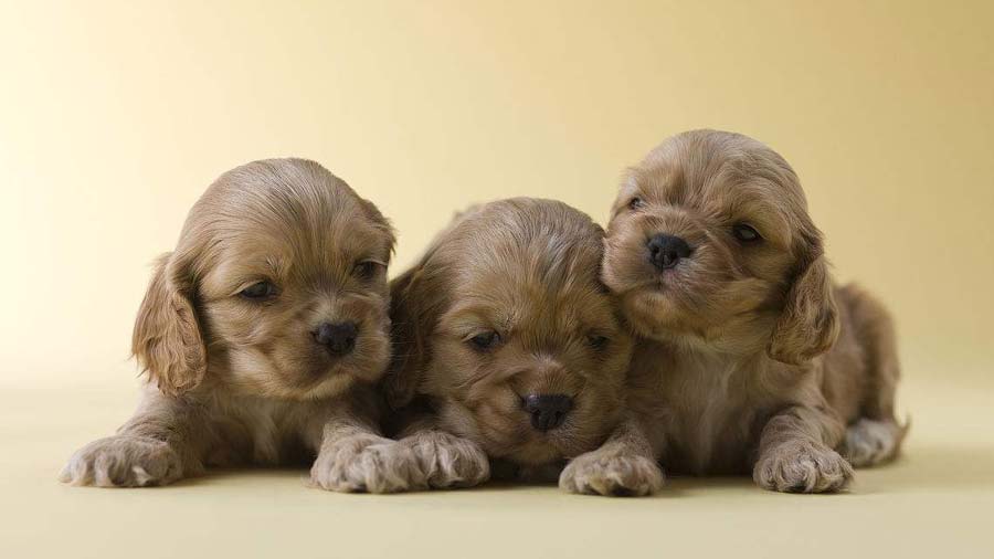 perro bebe Cocker Spaniel Americano