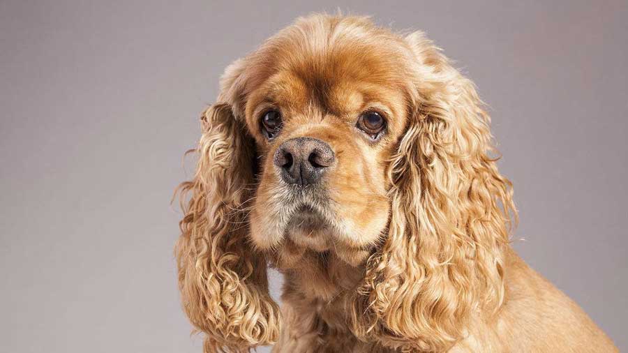 Cocker Spaniel Americano cachorro