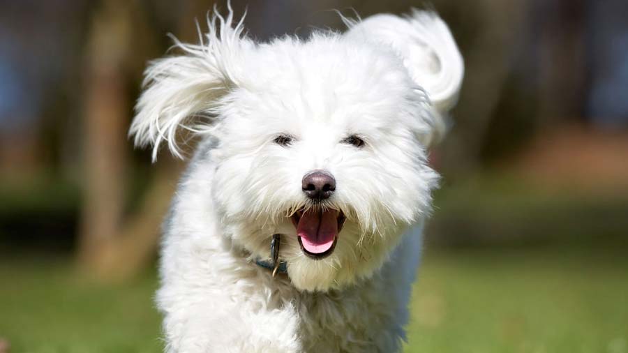 perro bebe Coton de Tulear