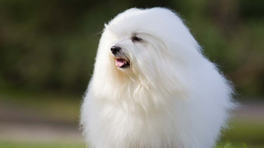 Coton de Tulear cachorro