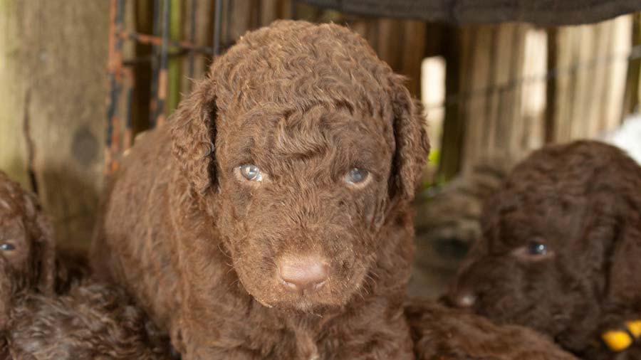 perro bebe Retriever de Pelo Rizado