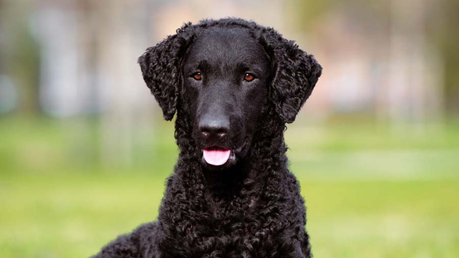 Retriever de Pelo Rizado cachorro