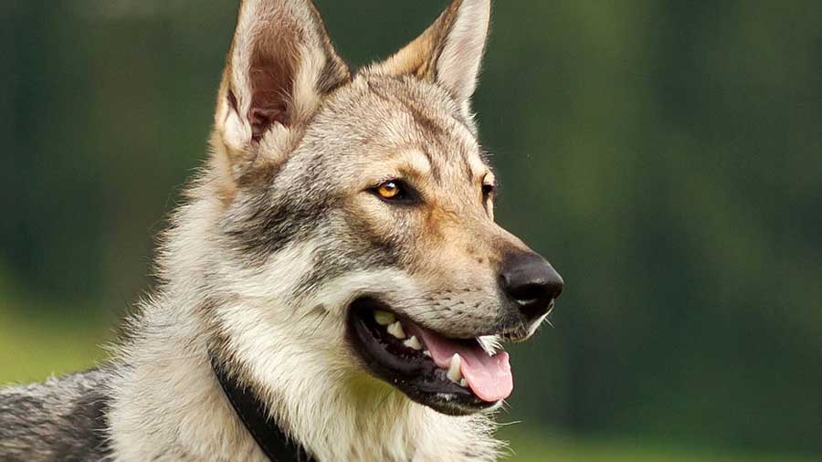 Perro Lobo Checoslovaco cachorro