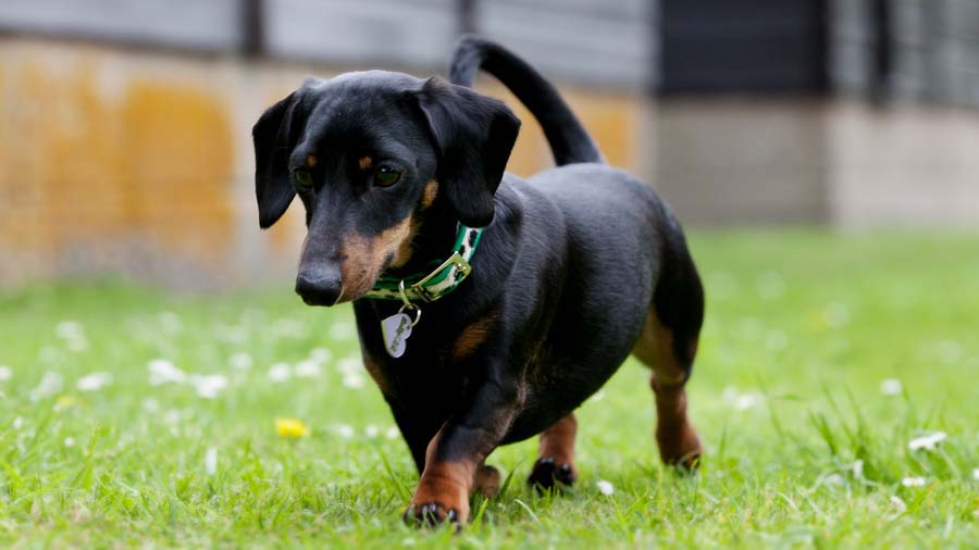 Salchicha cachorro