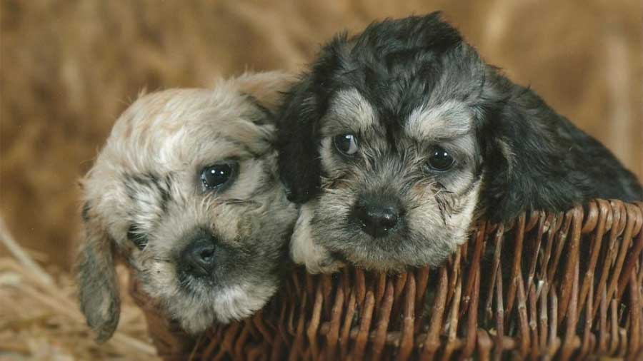 perro bebe Dandie Dinmont Terrier