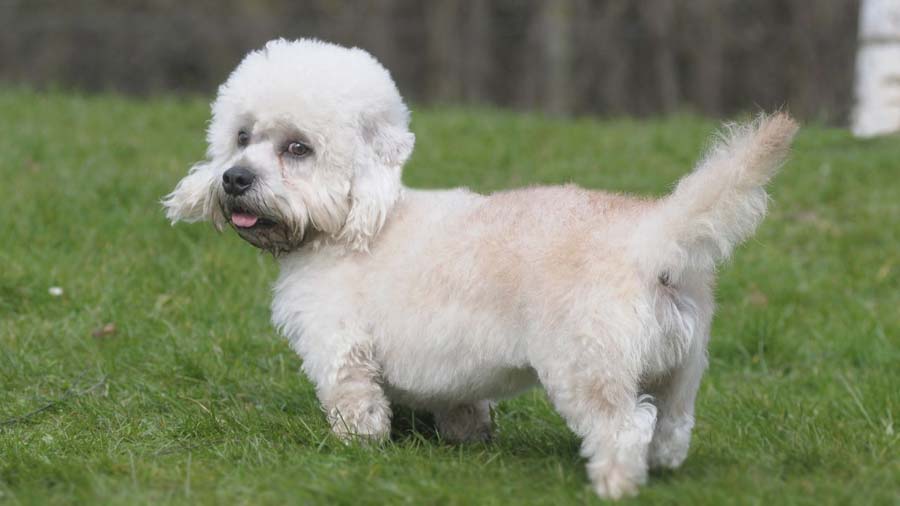 Dandie Dinmont Terrier cachorro