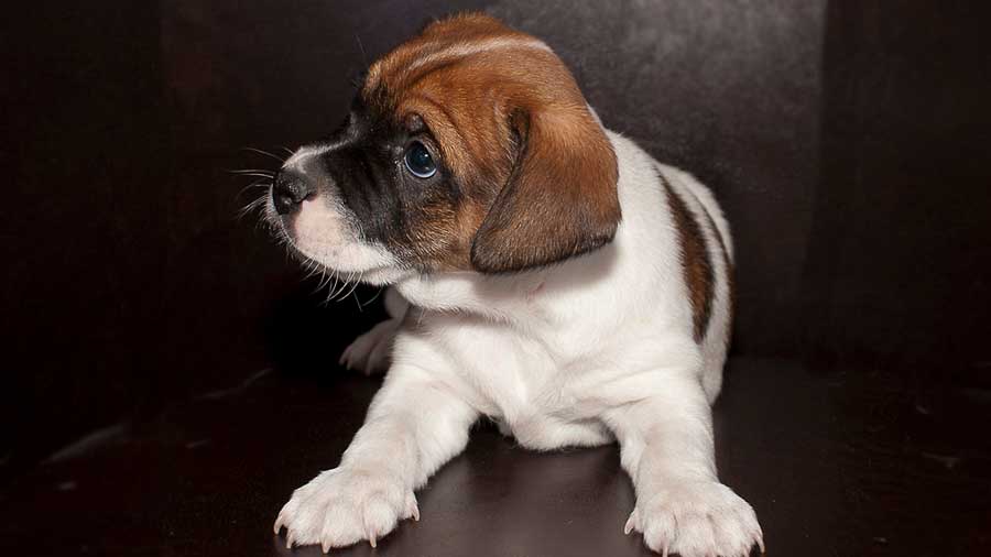 perro bebe Perro de Granja Danés Sueco