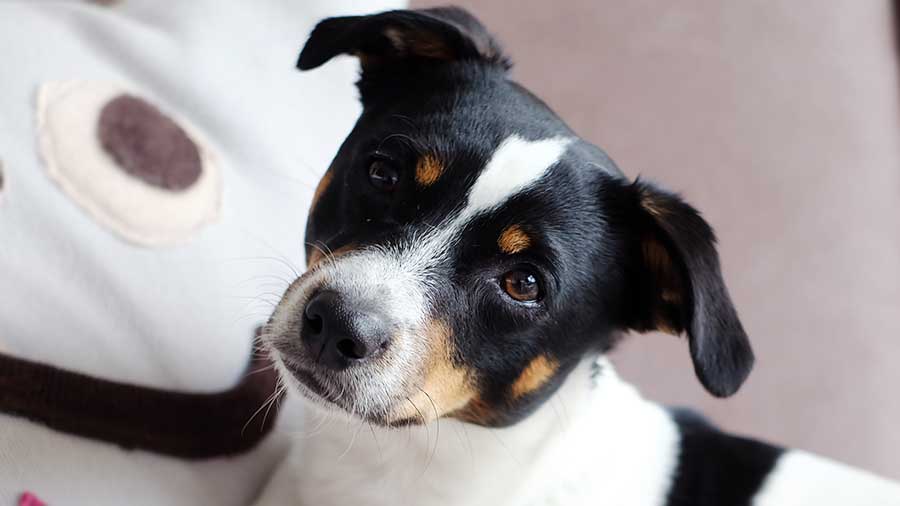 Perro de Granja Danés Sueco cachorro