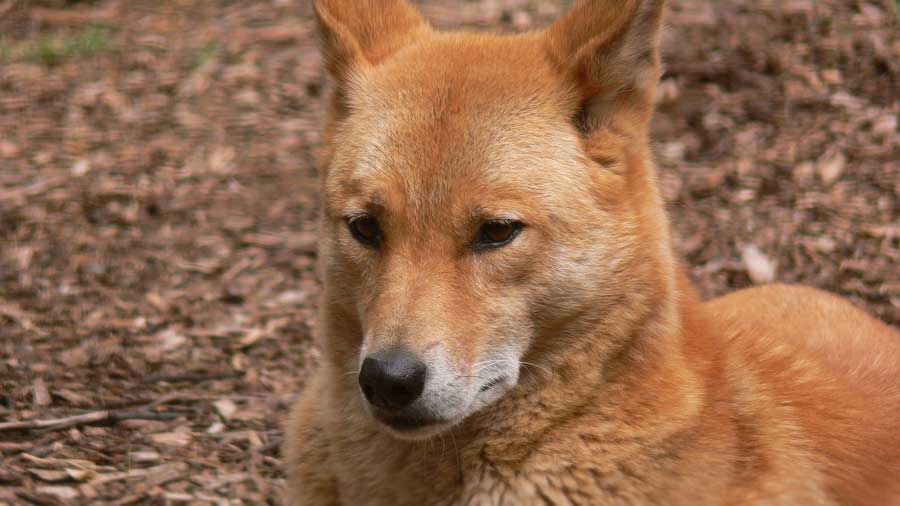 Dingo cachorro