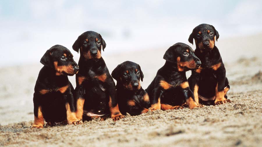 perro bebe Doberman