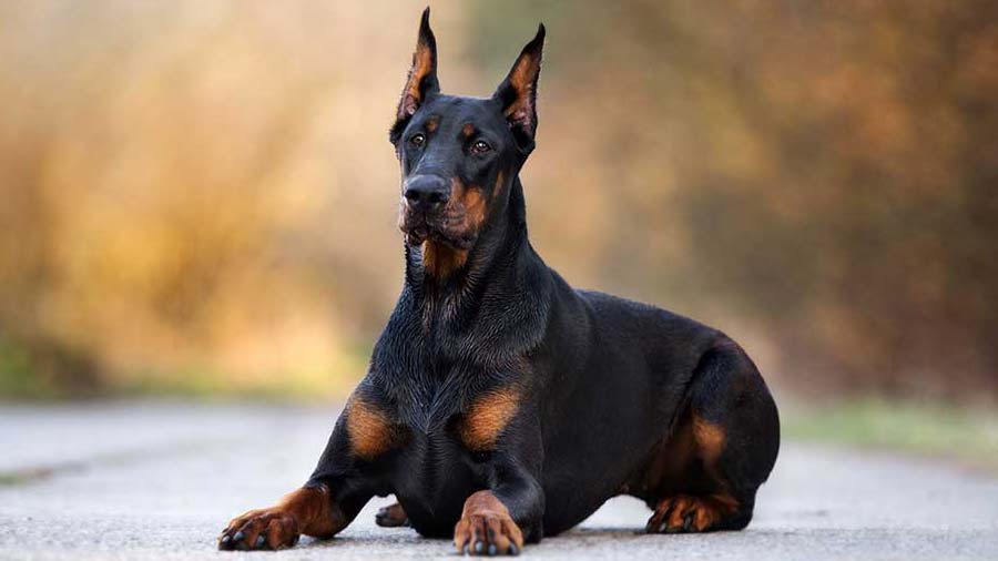 Doberman cachorro