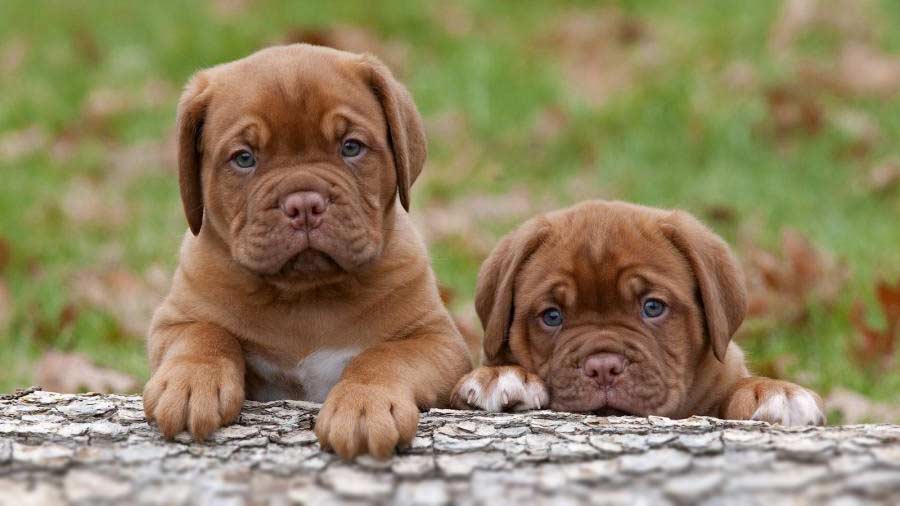 perro bebe Dogo de Burdeos