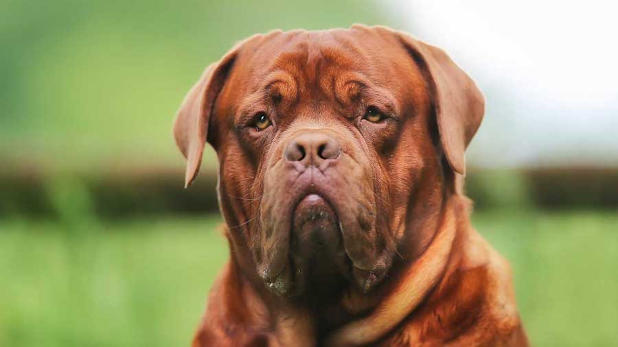 Dogo de Burdeos cachorro