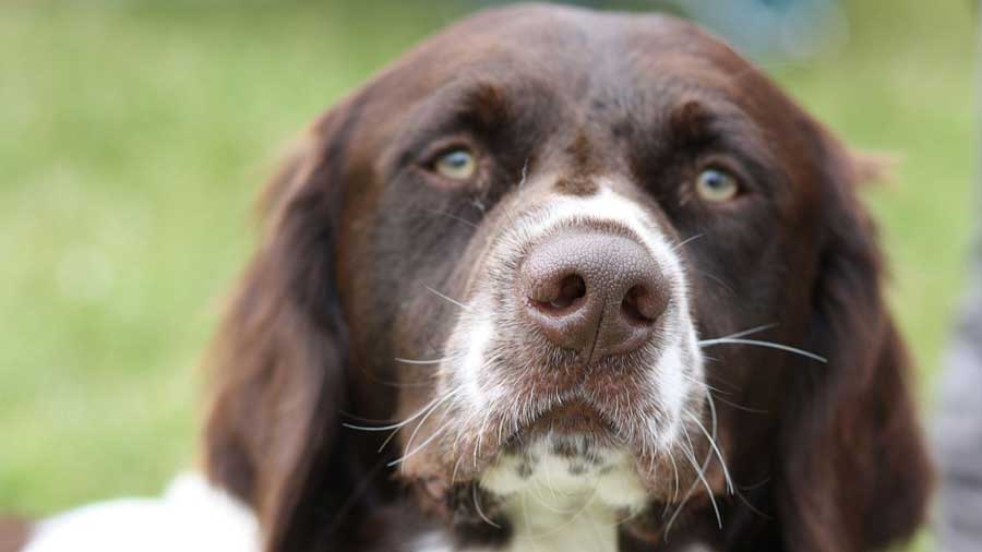 Perdiguero de Drente cachorro