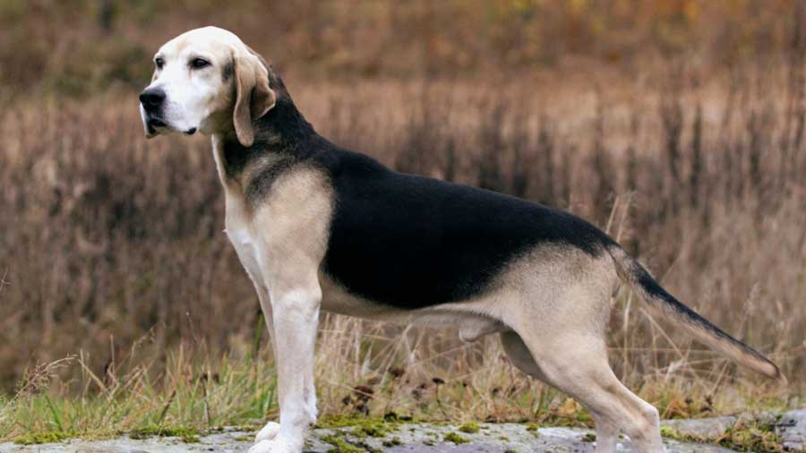 Sabueso Noruego cachorro