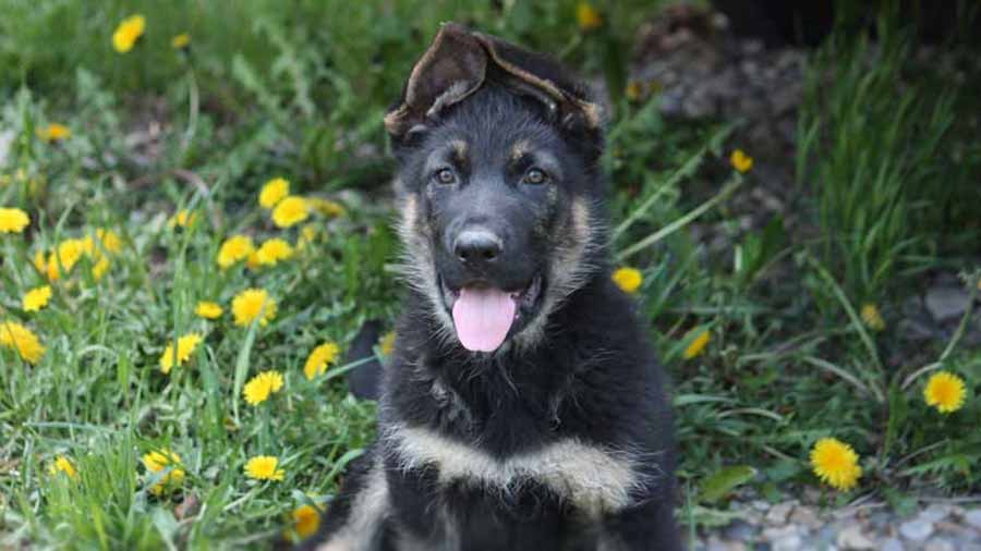 perro bebe Pastor de Europa Del Este