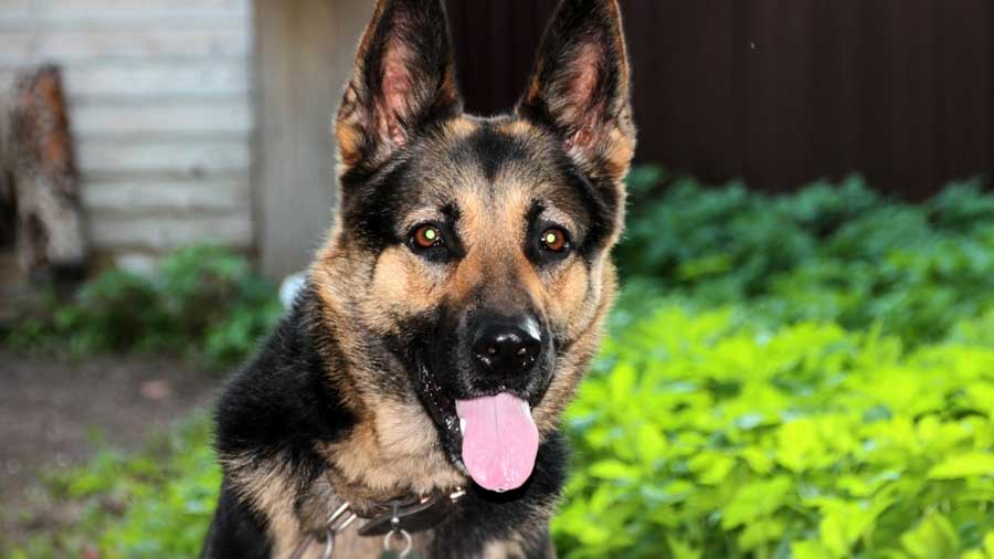 Pastor de Europa Del Este cachorro