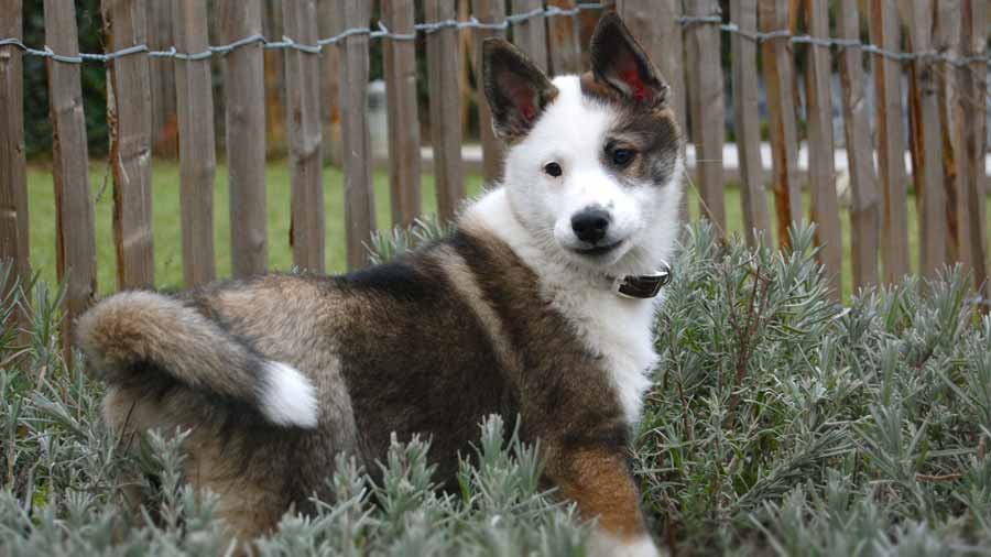 perro bebe Laika de Siberia Oriental