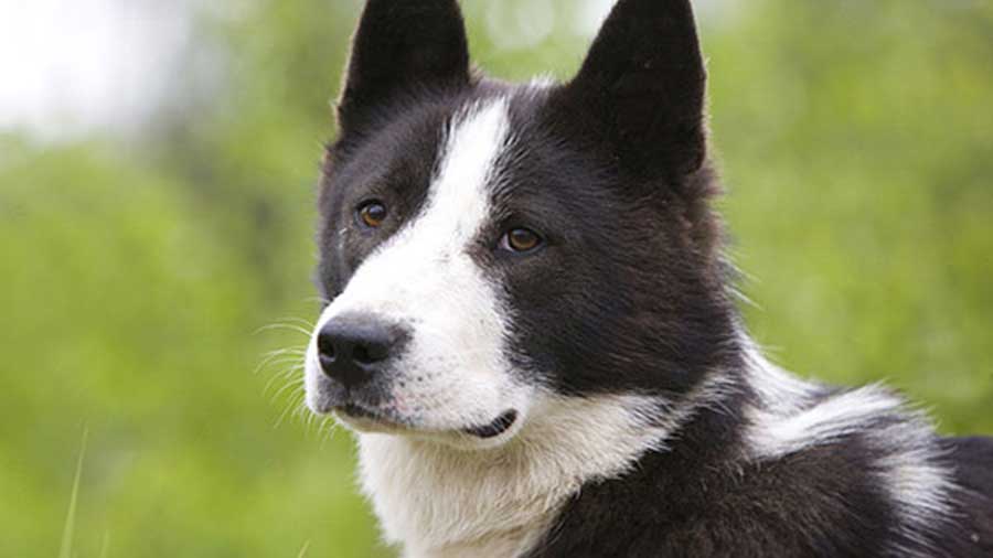 Laika de Siberia Oriental cachorro
