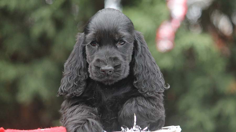 perro bebe Cocker Spaniel Inglés