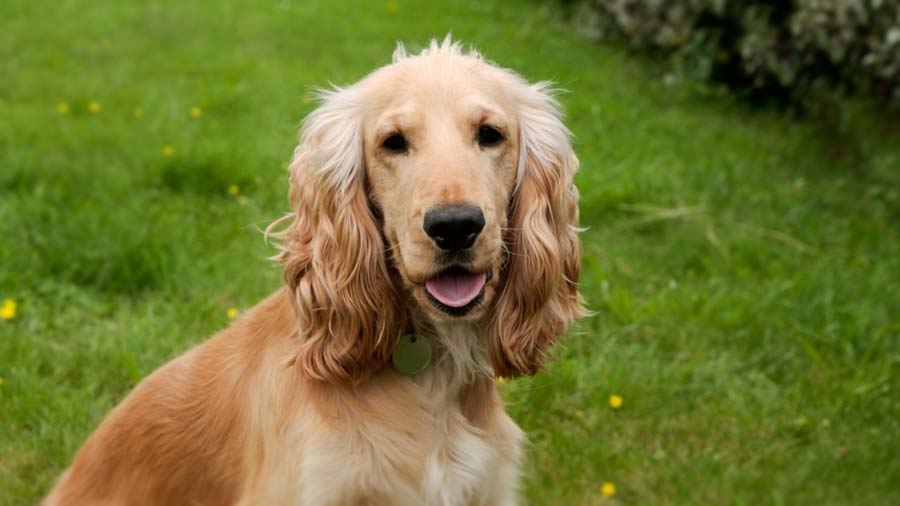 Cocker Spaniel Inglés cachorro