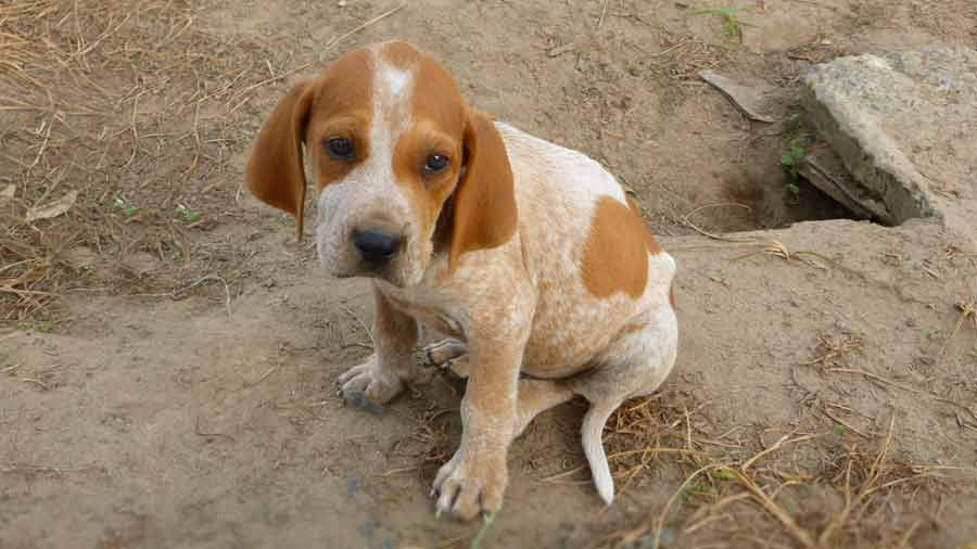 Coonhound Inglés Americano Bebe