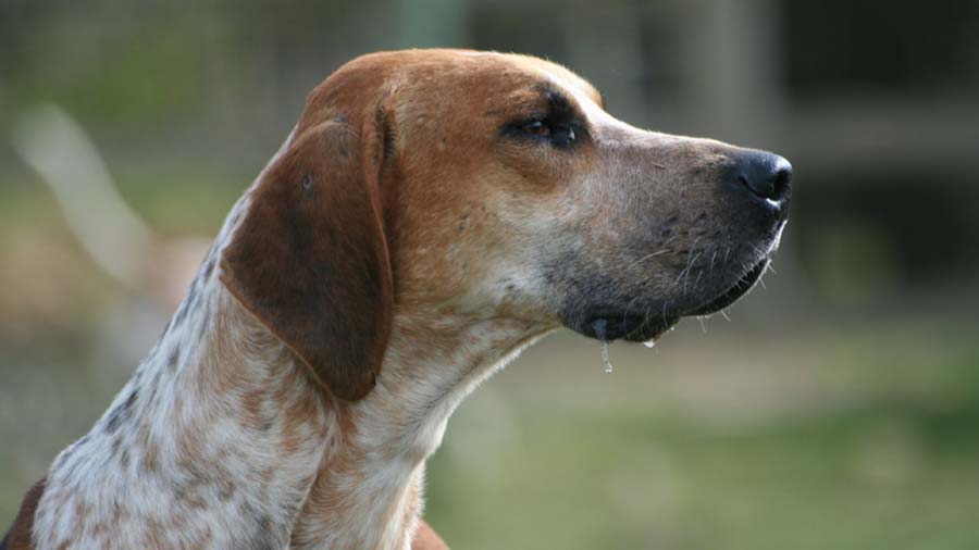 Raposero Inglés cachorro