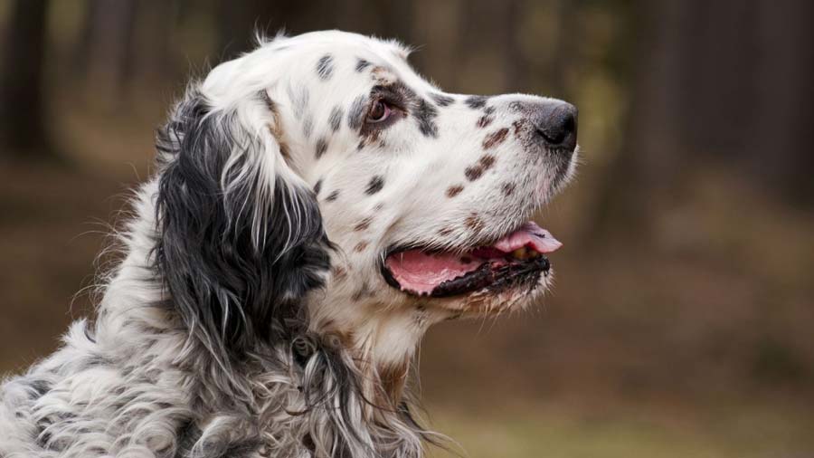 Setter Inglés cachorro