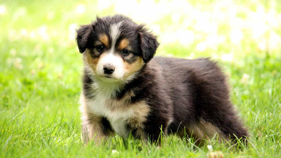 perro bebe Bobtail