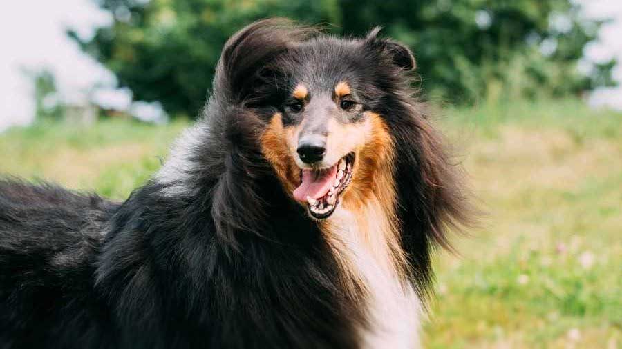 Bobtail cachorro