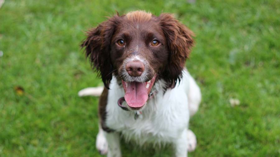 Springer Spaniel Inglés cachorro