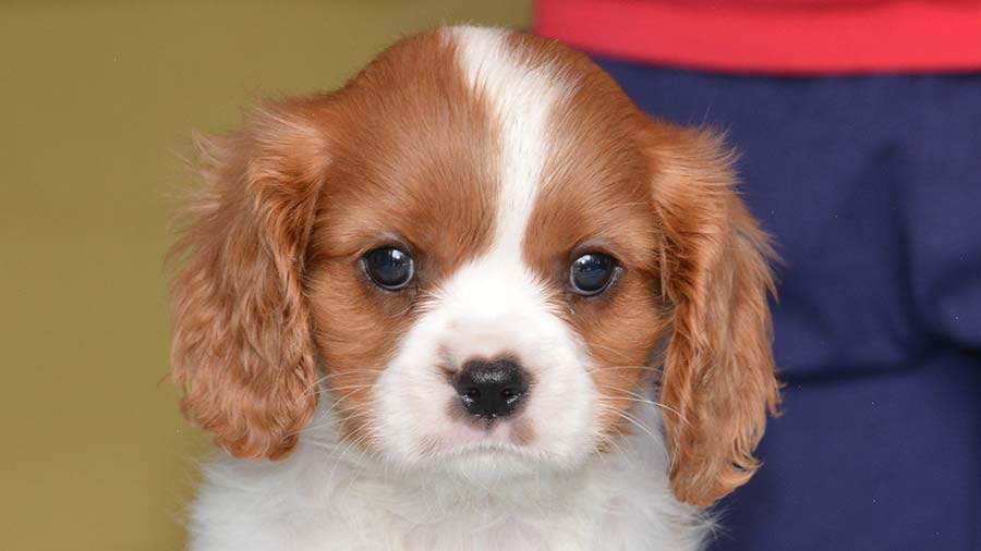 perro bebe Toy Spaniel Inglés