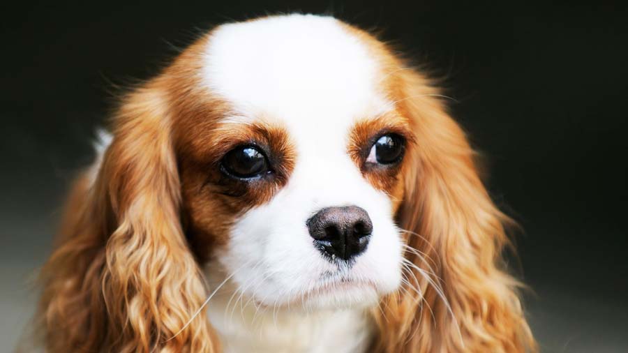 Toy Spaniel Inglés cachorro