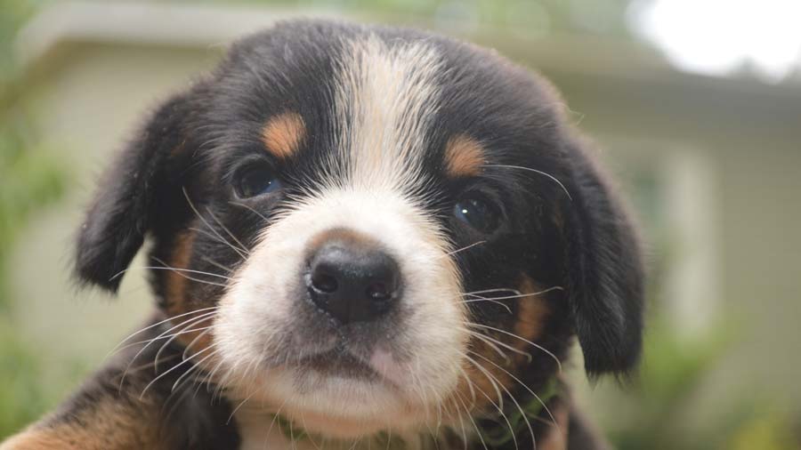 perro bebe Perro de Montaña de Entlebucher