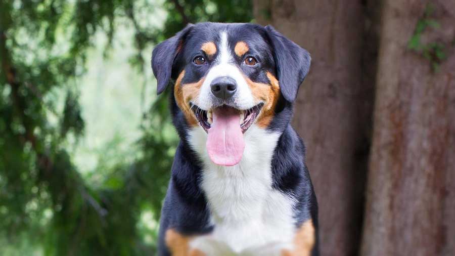 Perro de Montaña de Entlebucher cachorro