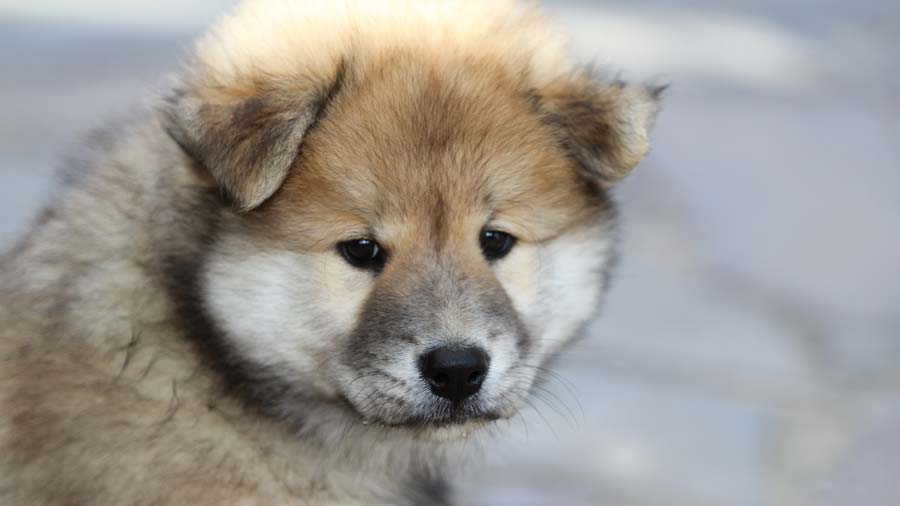 perro bebe Eurasier