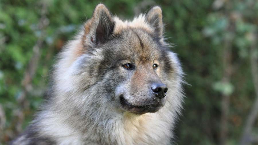 Eurasier cachorro