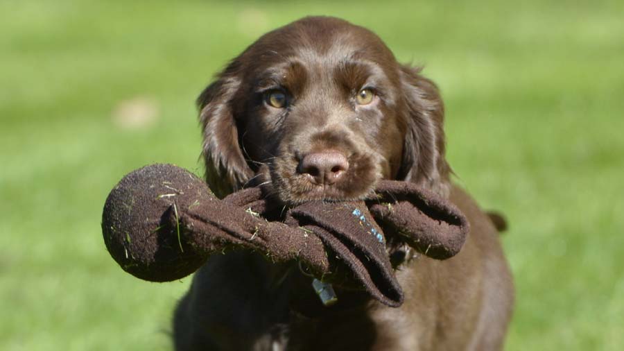 perro bebe Field Spaniel