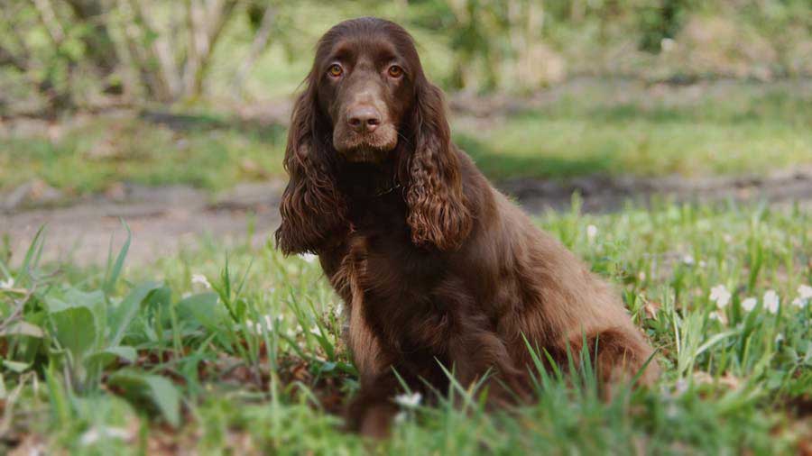 Field Spaniel cachorro