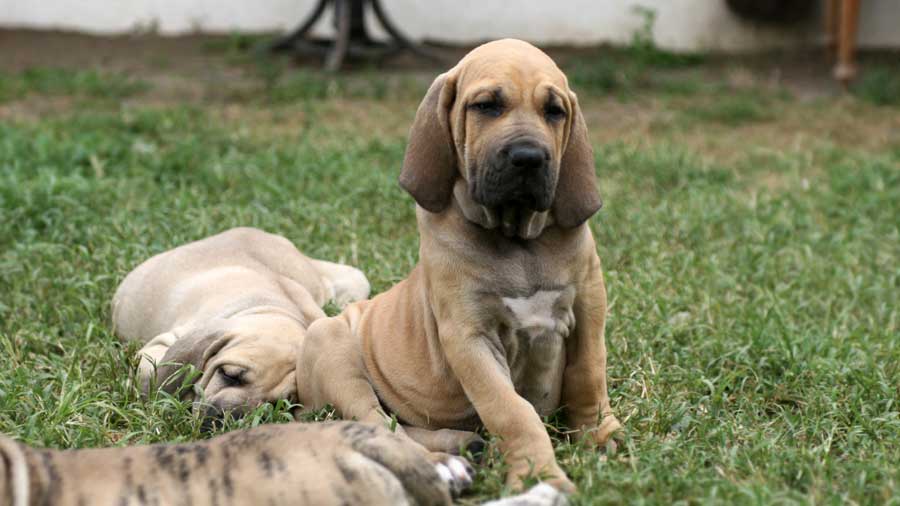 perro bebe Fila Brasileiro