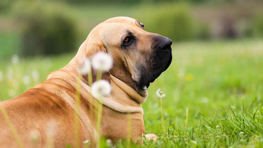 Fila Brasileiro cachorro