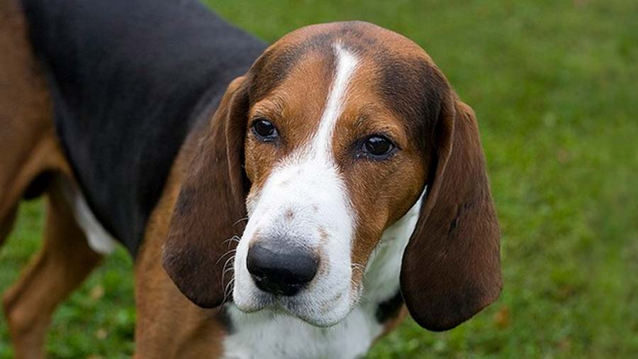 Sabueso Finlandés cachorro