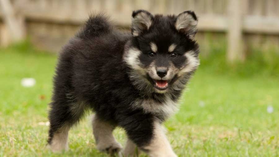 perro bebe Lapphund Finlandés